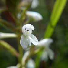 Image result for Disa saxicola