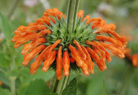 Image result for Leonotis nepetifolia