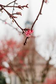 Gramado é uma das cidades mais bonitas do brasil, e assim como canela atrai turistas de todo o país e do mundo todo o ano, mas no inverno a cidade fica ainda mais bonita. Gramado No Inverno 5 Lugares Incriveis Para Conhecer