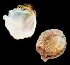 Image result for Chamaeclitandra