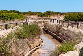Image result for Monadenium torrei