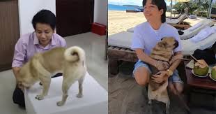 Cắt xong quả đầu 500k ưng quá nên mang 10 triệu đi ăn mừng luôn. Má»«ng Há»™i Ngá»™ Khoa Pug Ä'ai Cun CÆ°ng Con Tom Hum Báº¡c Triá»‡u Báº¯t Äƒn Báº±ng Háº¿t Netizen Viá»‡t Giáº£i Tri