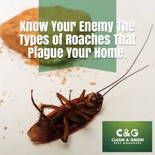 Some pests can end up being a headache, especially knowing the signs of pest infestation allows you to recognize their presence early enough. Cockroach Control And Eradication Clean Green Pest Control Northern Beaches