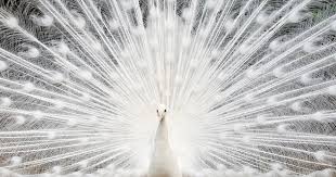 Check out what's coming this month, then stream now on peacock! Rare White Peacocks Will Take Your Breath Away