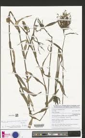 Image result for Floscopa glomerata