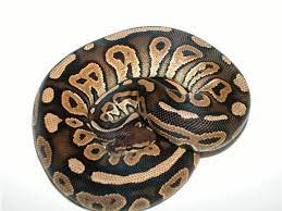 We did not find results for: Cinnamon Morph List World Of Ball Pythons