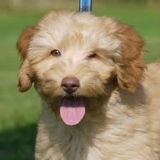 Labradoodles breeders, labradoodle puppies for sale, english f1 and australian labradoodles dogs, labradoodles, chocolate labradoodles, apricot labradoodles, our labradoodle puppies are from fully he. Doodledog S Tango Australian Cobberdogs Labradoodles