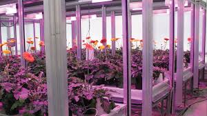 We did not find results for: How Lighting Companies Are Tackling Plant Quality Greenhouse Grower