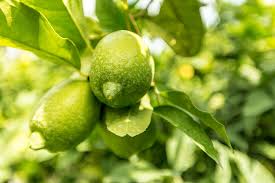 Can offer high quality chemicals, dyes & solvents and many more malaysia bmsolution water treatment products,i2ex ion exchange resin,akticon activated carbon,akticon iron removal media,ro antiscalant and cleaning agents goods, as they are a. New Lime Powder Meets Strong Market Demand For Latin American Flavours