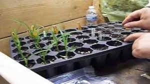 Growing daylily seeds is easy and here are several ways that you can do this first of all, after the daylily seeds have been harvested many people germinate daylily daylily seeds are collected from seed pods. How To Grow Daylily Seeds Part 4 Planting Seedlings In Pots Youtube