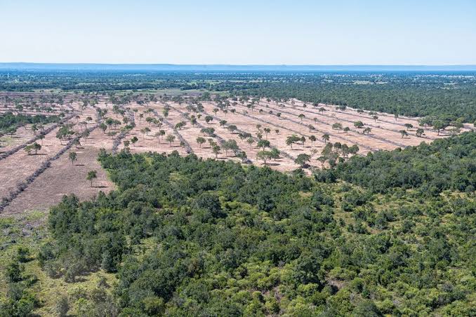 Pantanal foi o bioma que mais reduziu desmatamento no Brasil em 2025