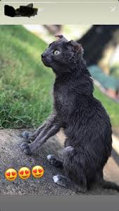 I got my cat simon when he was about four years old. The Cat Has Terminal Cancer But They Refuse To Euthanize It Thatsbadhusbandry