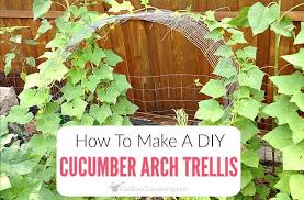 It takes up very little space, which is perfect next to walkways or on the side of the house. Cucumber Trellis Diy How To Make A Cucumber Arch Trellis Get Busy Gardening