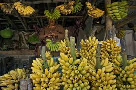 Warna kulit pisang ini kuning pucat atau kusam dengan sedikit corak kehitaman. Pisang Ambon Curup Diklaim Terbaik Se Indonesia