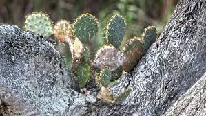 Get rid of scales on your succulents! Texas Parks And Wildlife Warns Of Invasive Cactus Moths