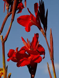 Then dig in a little peat moss and perlite. Canna Lily At Portland Nursery And Garden Center