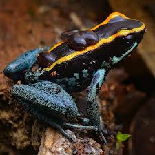 Image result for Fadogia gossweileri