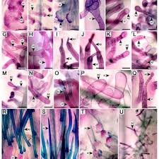 Image result for Lepistemon owariensis