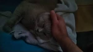Kedimiz Boncuk Uykudan Kalkti Bakin Neler Yapti Biraz Karanlik Uykusu Kedi Uyku Boncuk