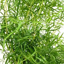 Image result for Asparagus falcatus