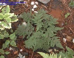Image result for Selaginella vogelii