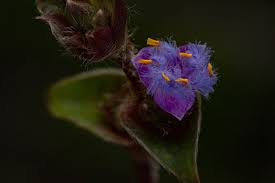 Image result for Cyanotis foecunda