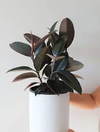 How To Care For A Rubber Plant In 2021 Rubber Plant Care Rubber Plant Indoor Rubber Tree Plant