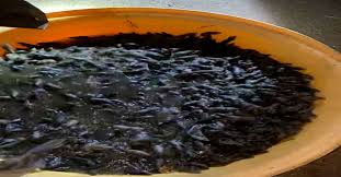 May 13, 2021 · the nsw government has today announced a $50 million package to offer farmers, households and small businesses assistance to battle the mice plague currently impacting parts of rural and regional nsw. Mouse Plague Thousands Of Mice Captured In Giant Water Trap On Nsw Farm