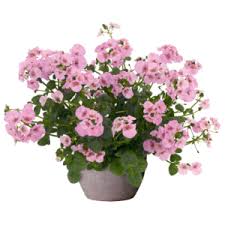 Image result for Diascia