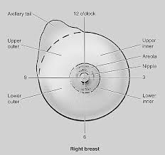 Authored by dr laurence knott. Https People Ohio Edu Witmerl Downloads 2012 04 24 Dashner Rpac Breastanatomy Pdf