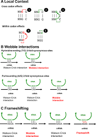 Dna words are three letters long. Forces Acting On Codon Bias In Malaria Parasites Scientific Reports