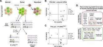 Even if you have to type a message to individuals who doesn't understand your native language, you can still implement english translation online to switch to any language needed. Genome Wide Translation Patterns In Gliomas An Integrative View Sciencedirect