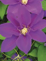 There are a few things to note when pruning your clematis plant. Clematis Jackmanii Hybrids Aumann Tesselaar
