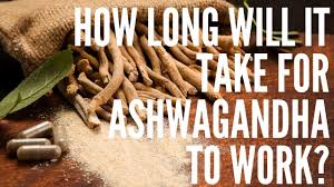 How quickly does ashwagandha work. Ashwagandha How Long Until It Works Youtube