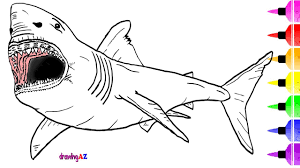 Free printable shark coloring pages for kids. White Shark Drawing And Coloring Page How To Draw A Dinosaur For Coloring Youtube