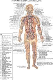 Image Result For All Lymph Nodes In Body Lymphatic System Anatomy Lymphatic System Diagram Lymphatic System