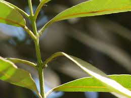 Image result for Elaeodendron orientale