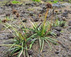 Image result for Fimbristylis