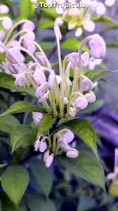 Image result for Clerodendrum formicarum
