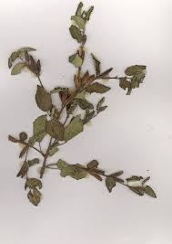 Image result for Corchorus aestuans