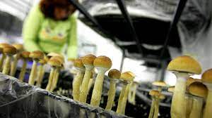 What Psychedelics Really Do To Your Brain Rolling Stone