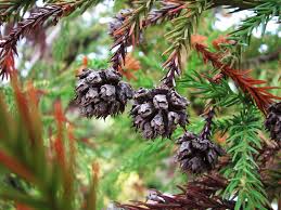 Image result for Cryptomeria