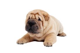 They have large heads with small, highly set ears, and thick tails which curl over the back. Shar Pei Breed Guide Petbarn