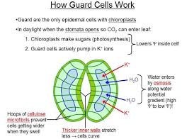 ○ there are about half a million chloroplasts per square millimeter of leaf surface. Transport In Plants Biology Notes Study Biology Teaching Biology