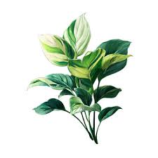 Image result for Araceae