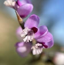 Image result for Muraltia