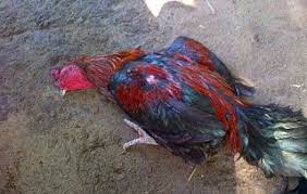 Cara mengobati telinga bernanah bisa dilakukan di rumah apabila infeksi yang terjadi belum terlalu parah. Penyebab Penyakit Berak Hijau Pada Ayam Bangkok Dan Cara Mengobatinya Bangkokterbaik