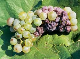 Image result for Uncinula necator