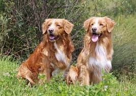 It is often referred to as a toller. Nova Scotia Duck Tolling Retriever Kurzbeschreibung Deutscher Retriever Club E V