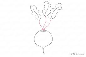 How To Draw Beet Using A Pencil Step By Step Vector illustration of drawing vegetable red beets. how to draw beet using a pencil step by step